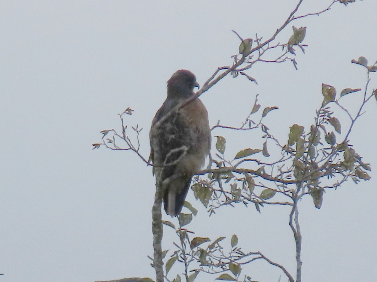 Cooper's Hawk - ML644394549
