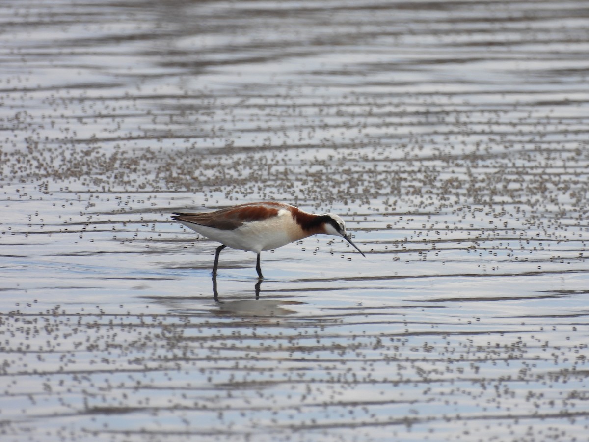 lyskonoh dlouhozobý - ML644394550