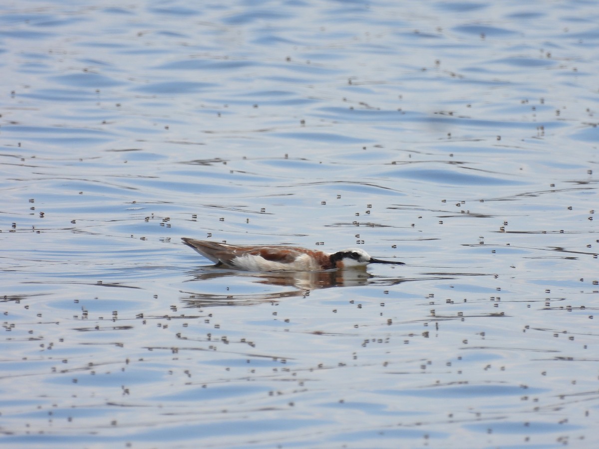 lyskonoh dlouhozobý - ML644394551