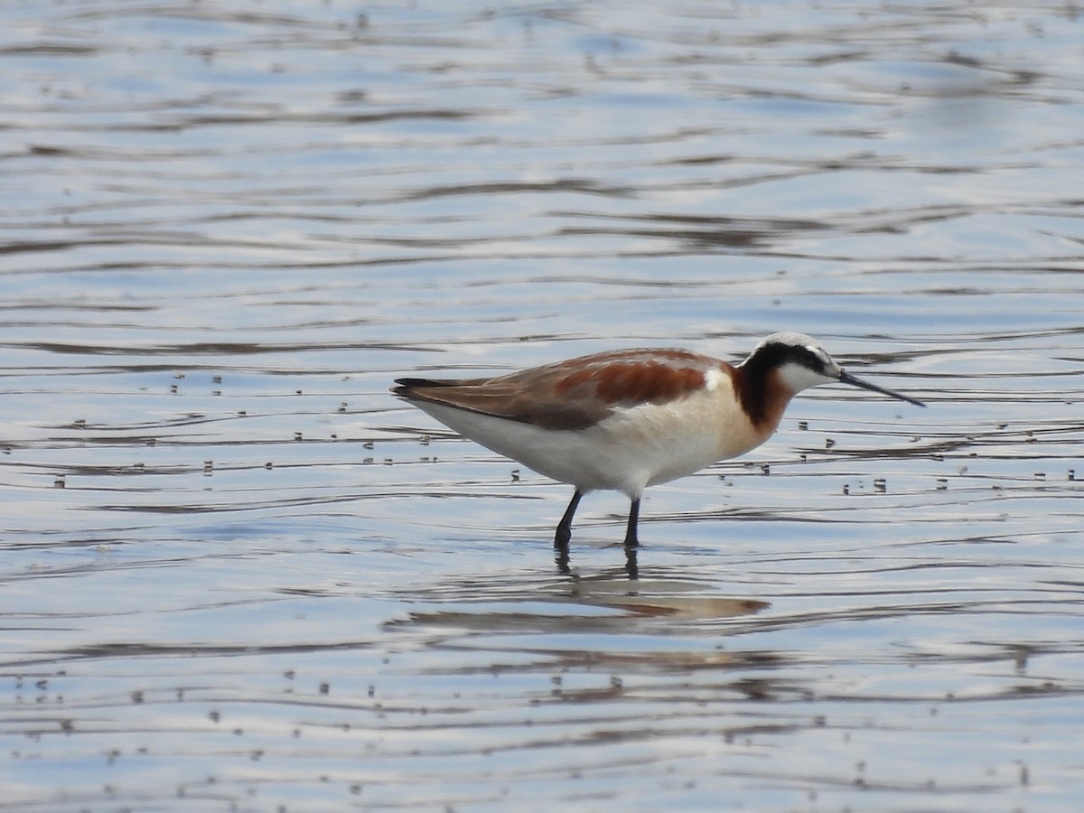 lyskonoh dlouhozobý - ML644394552