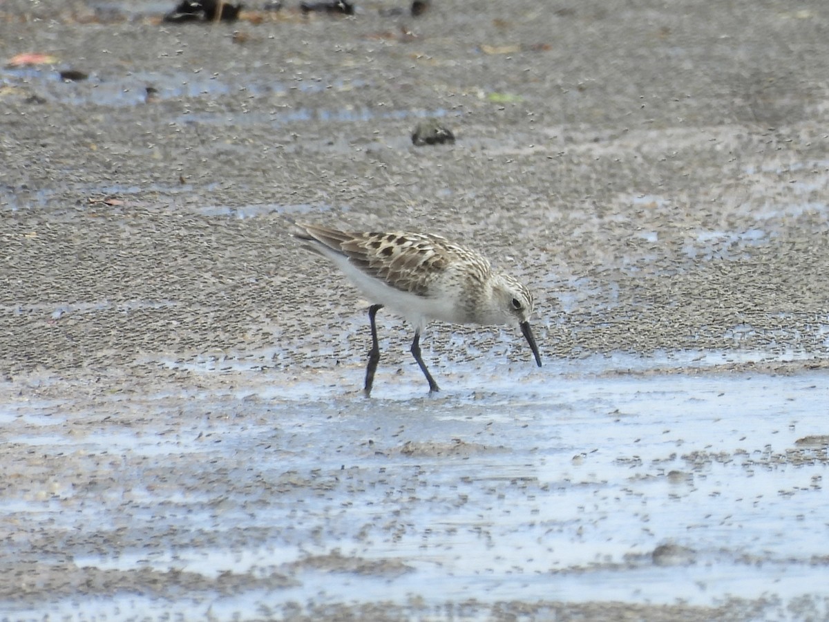 Baird's Sandpiper - ML644394554