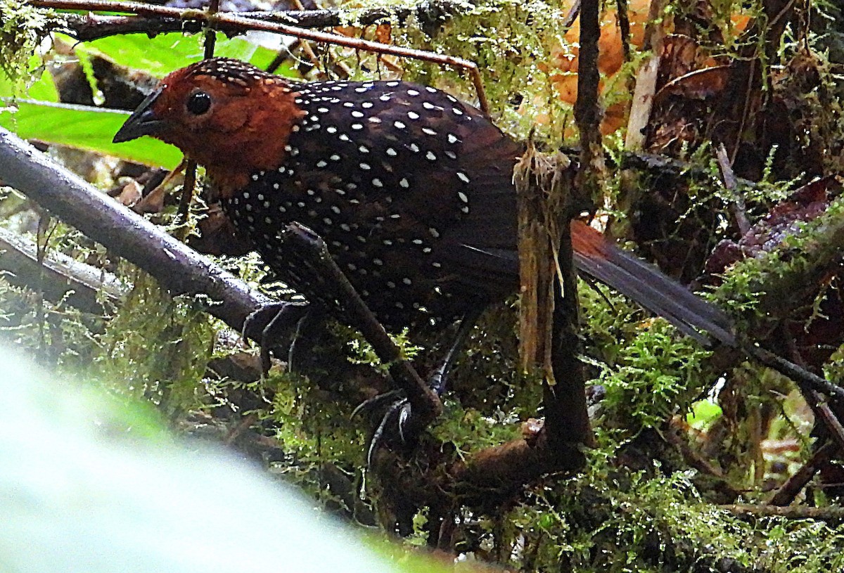 Ocellated Tapaculo - ML644394571