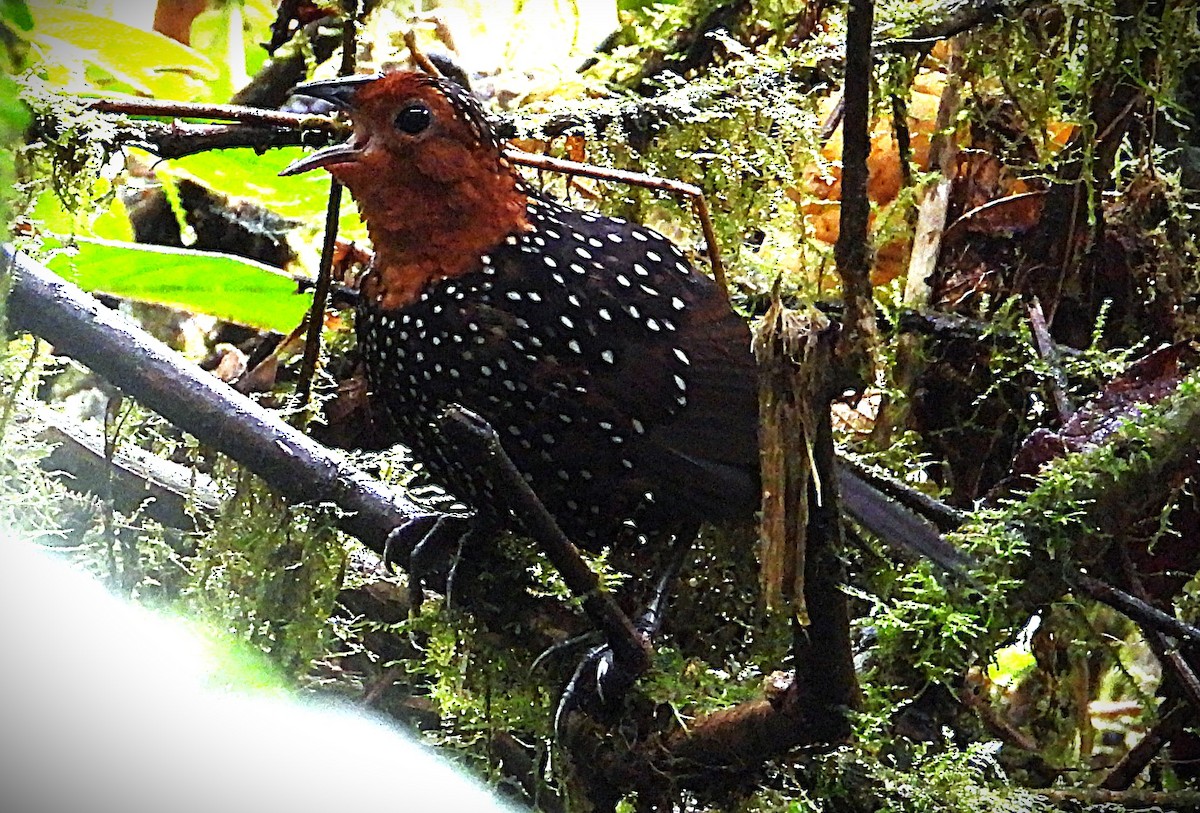 Ocellated Tapaculo - ML644394572