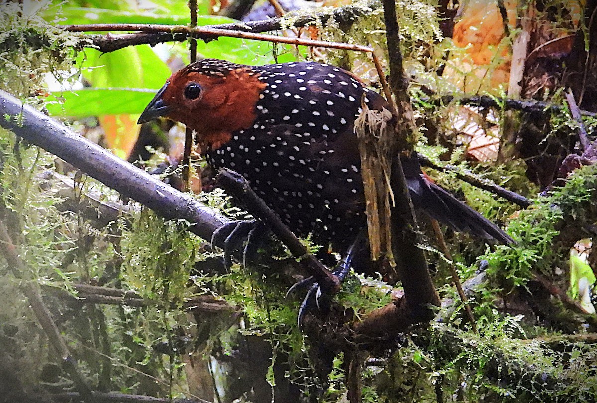 Ocellated Tapaculo - ML644394573