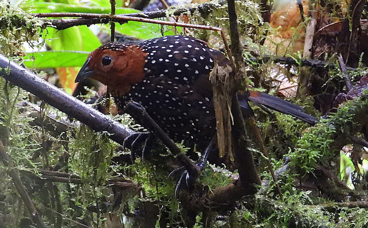 Ocellated Tapaculo - ML644394574