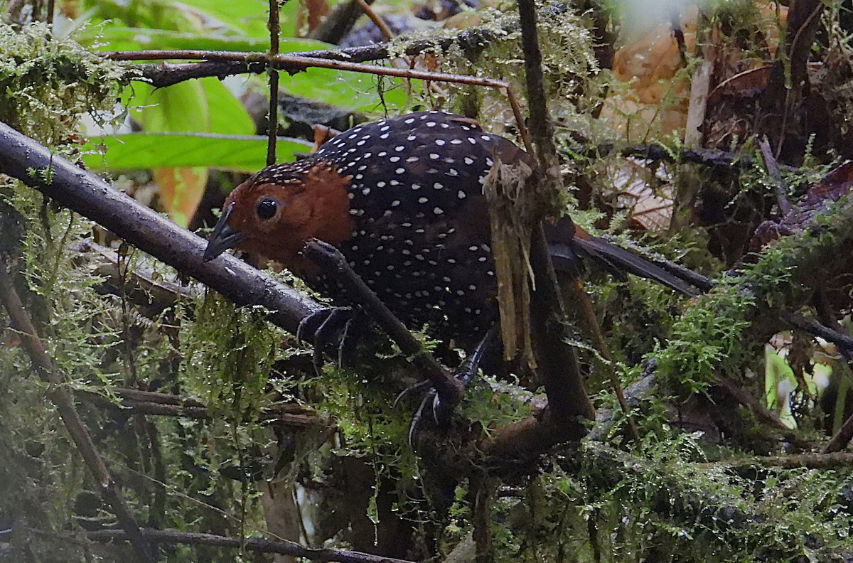 Ocellated Tapaculo - ML644394575