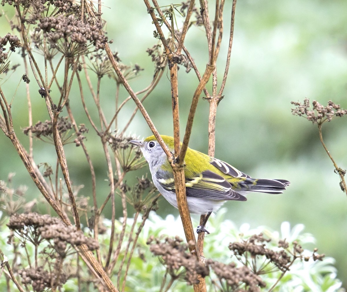 Reinita de Pensilvania - ML644394576