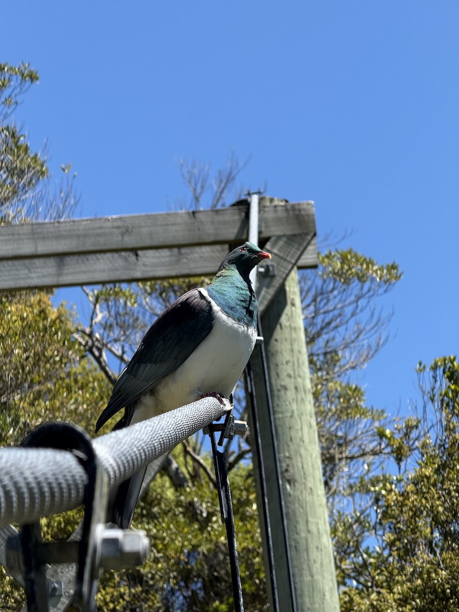 New Zealand Pigeon - ML644394579
