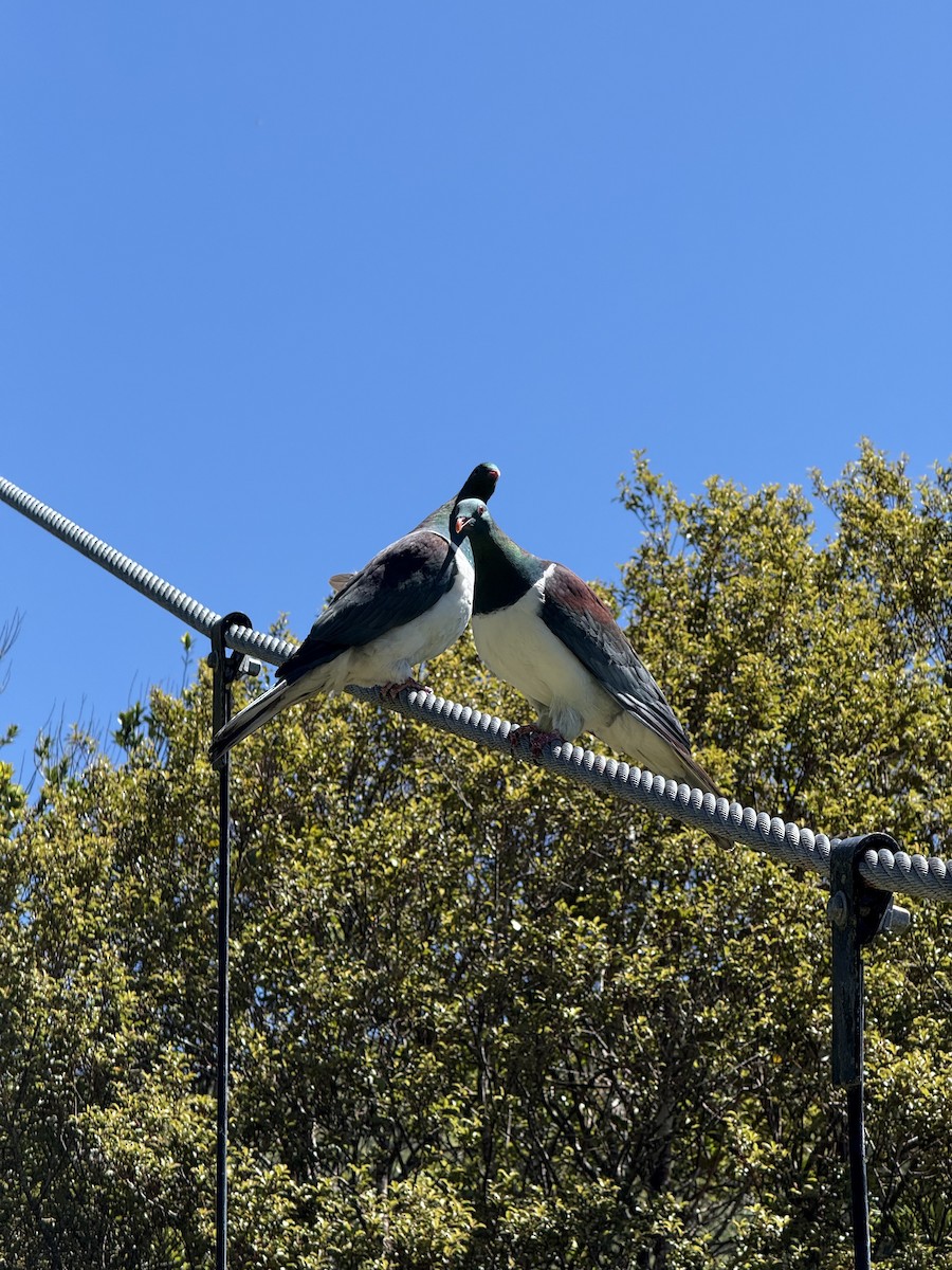 New Zealand Pigeon - ML644394580