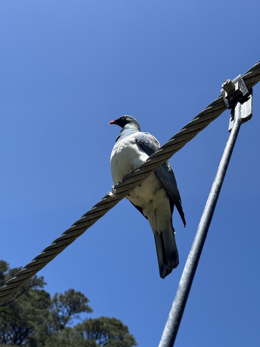 New Zealand Pigeon - ML644394581