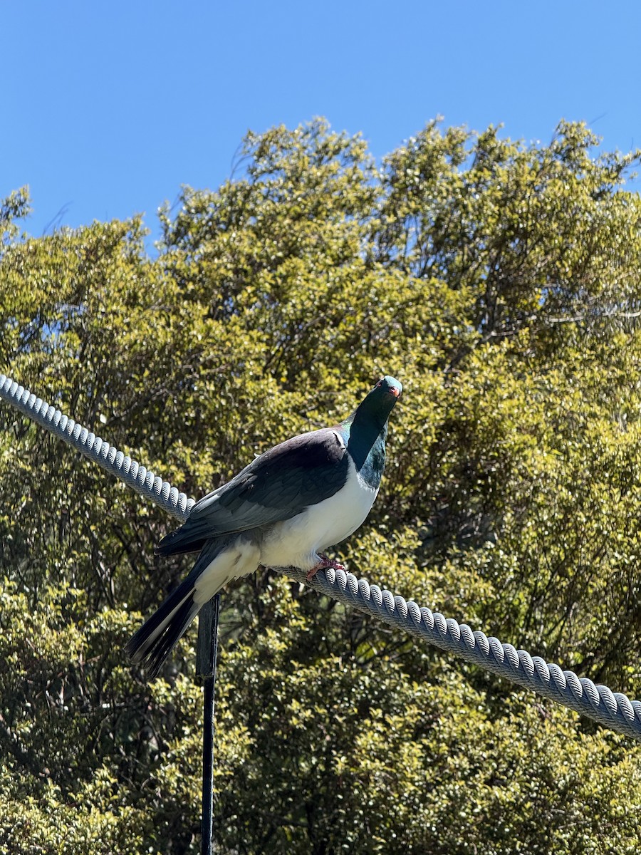 New Zealand Pigeon - ML644394582