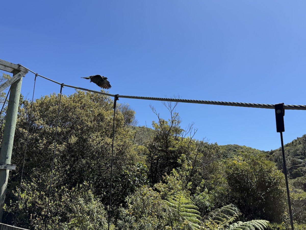 New Zealand Pigeon - ML644394583