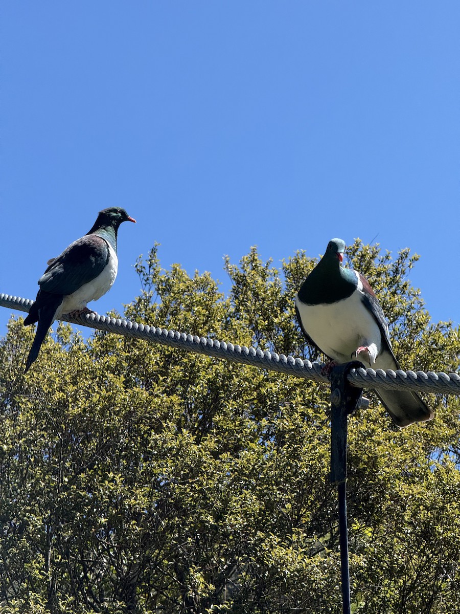 New Zealand Pigeon - ML644394584