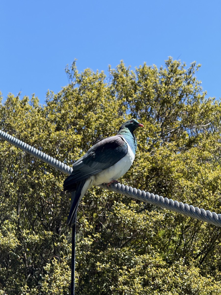 New Zealand Pigeon - ML644394585