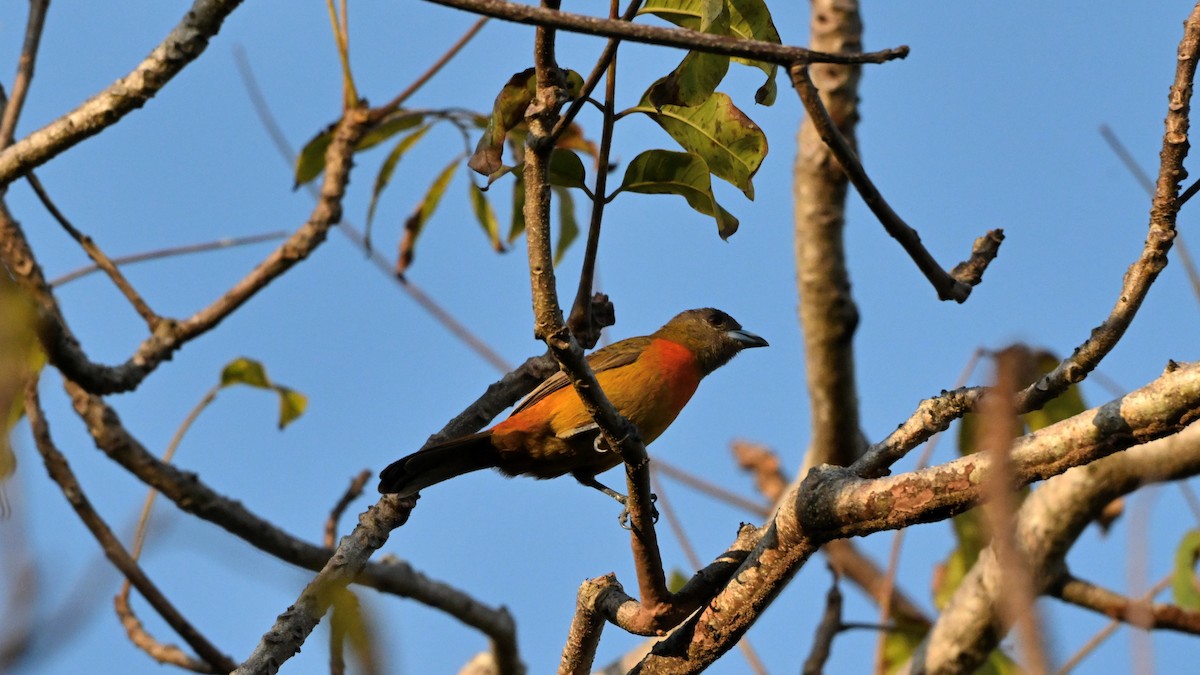 Scarlet-rumped Tanager (Cherrie's) - ML644394604