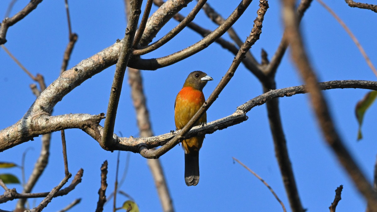 Scarlet-rumped Tanager (Cherrie's) - ML644394605
