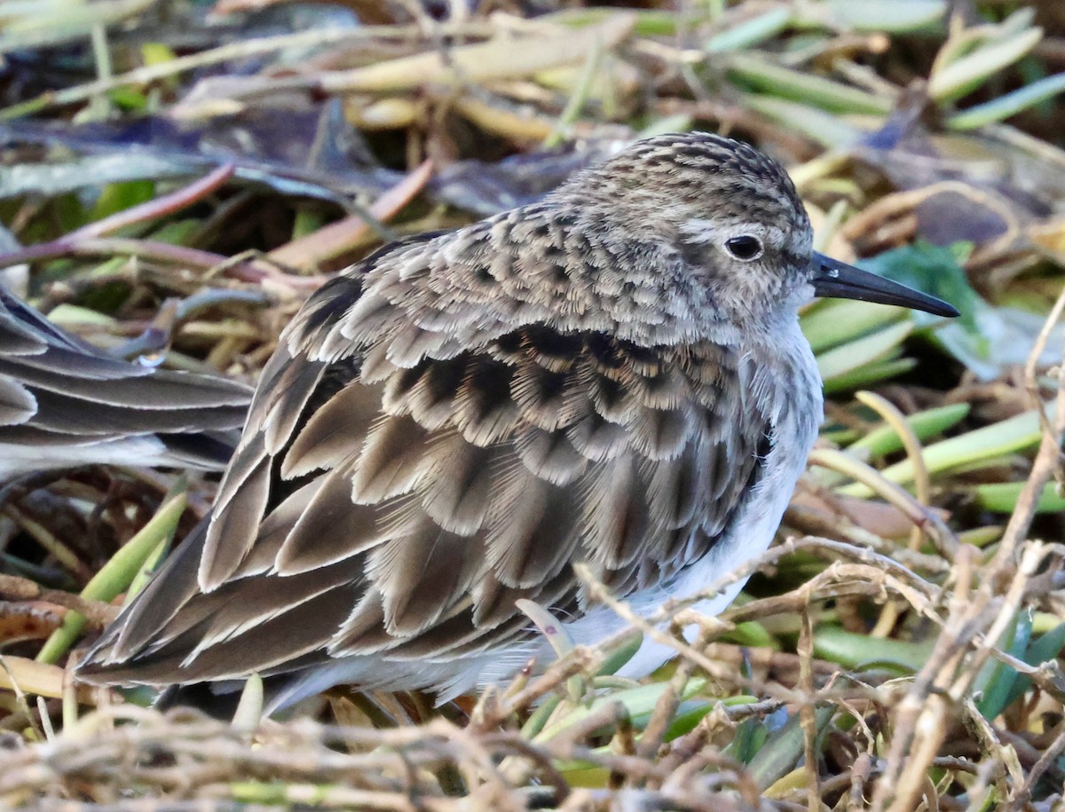 Least Sandpiper - ML644394620