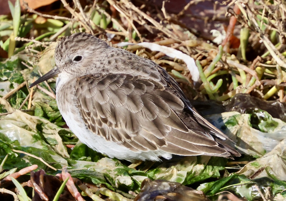 Least Sandpiper - ML644394621