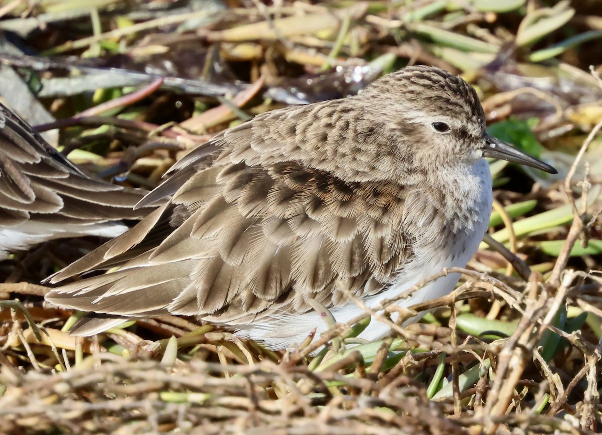 Least Sandpiper - ML644394622