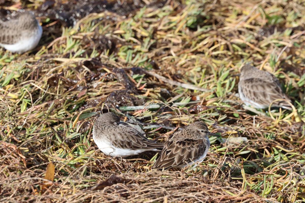 Least Sandpiper - ML644394623