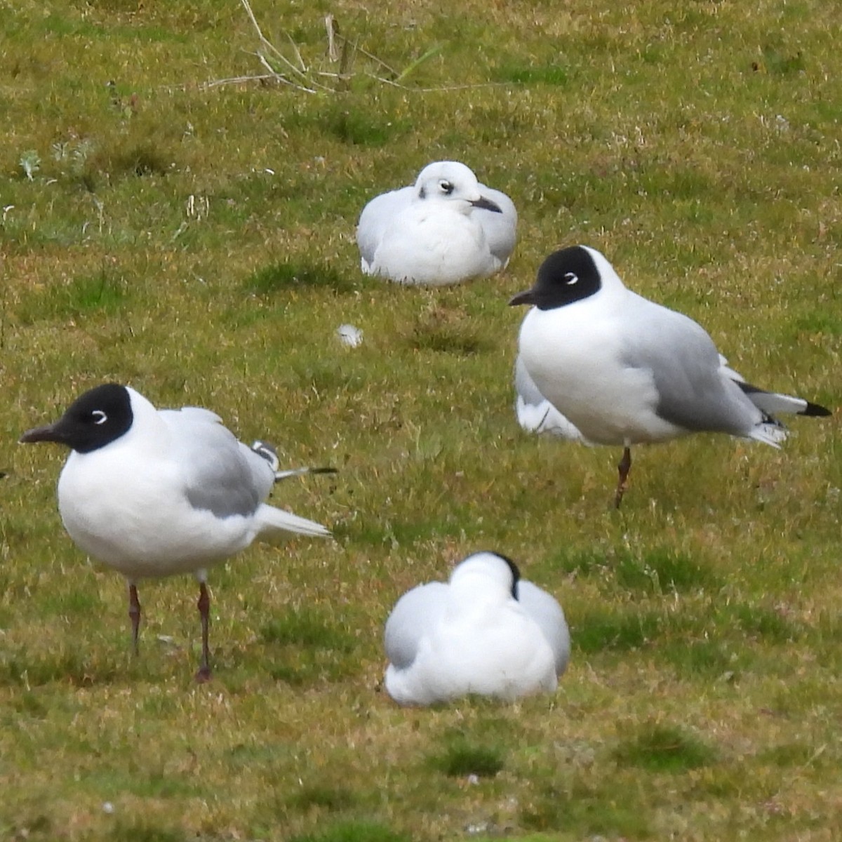 Andean Gull - ML644394630