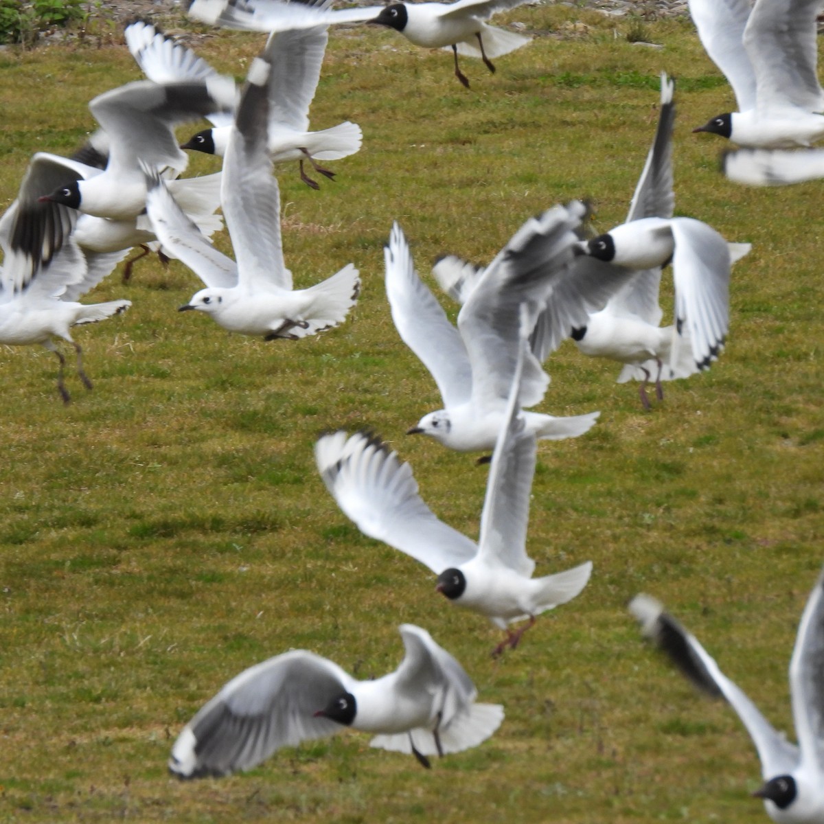 Andean Gull - ML644394631