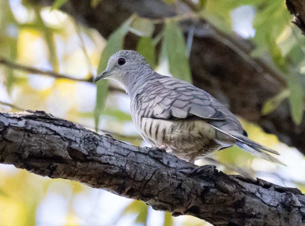 Colombe inca - ML644394647