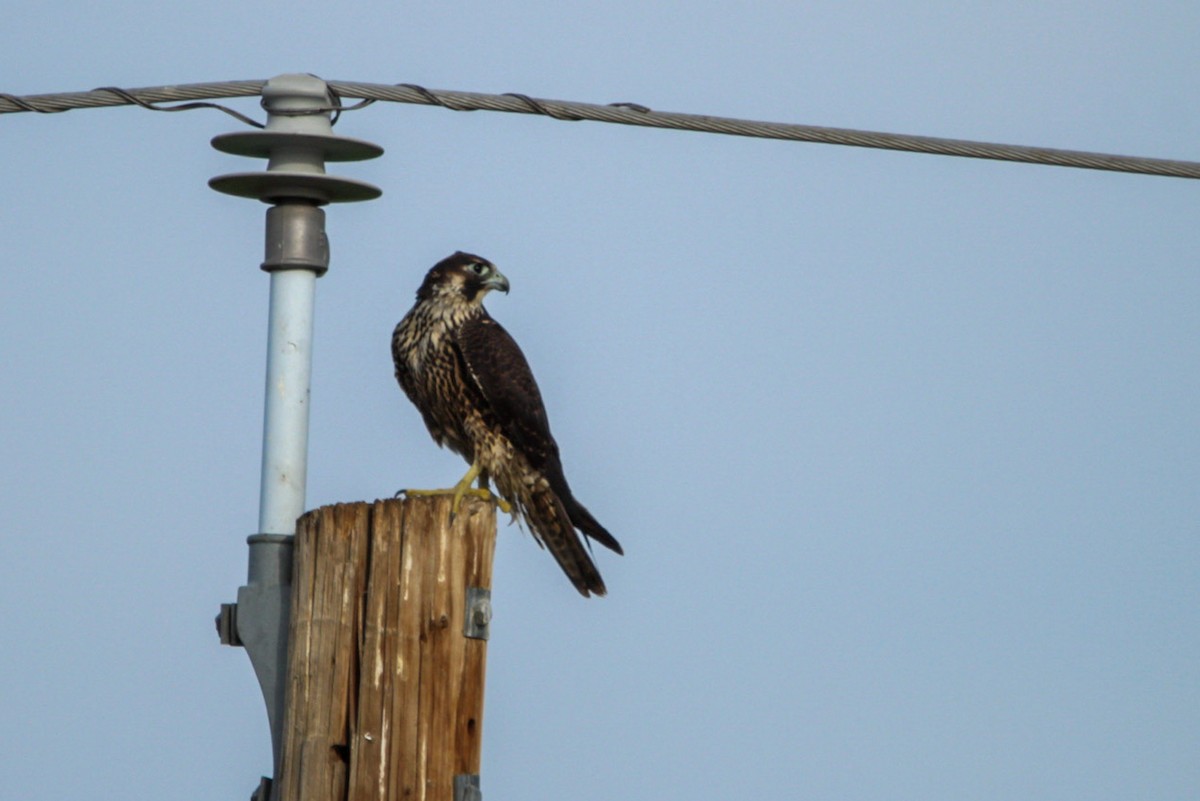 Peregrine Falcon - ML644394662