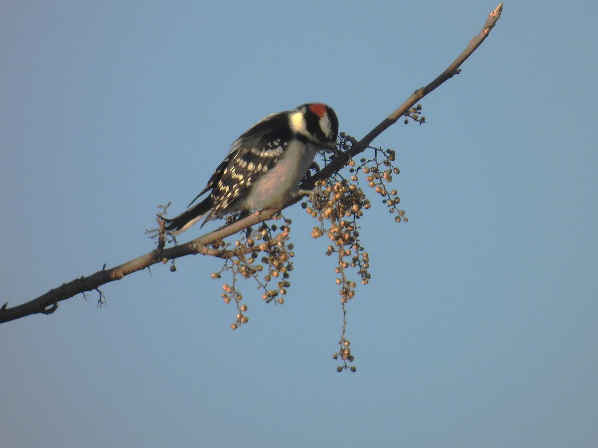 Downy Woodpecker - ML644394665