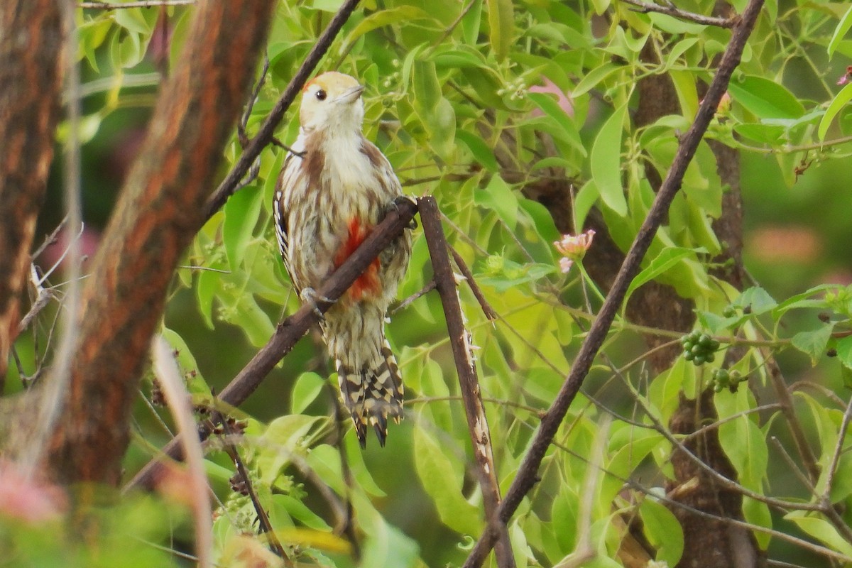 ildkronespett - ML644394666