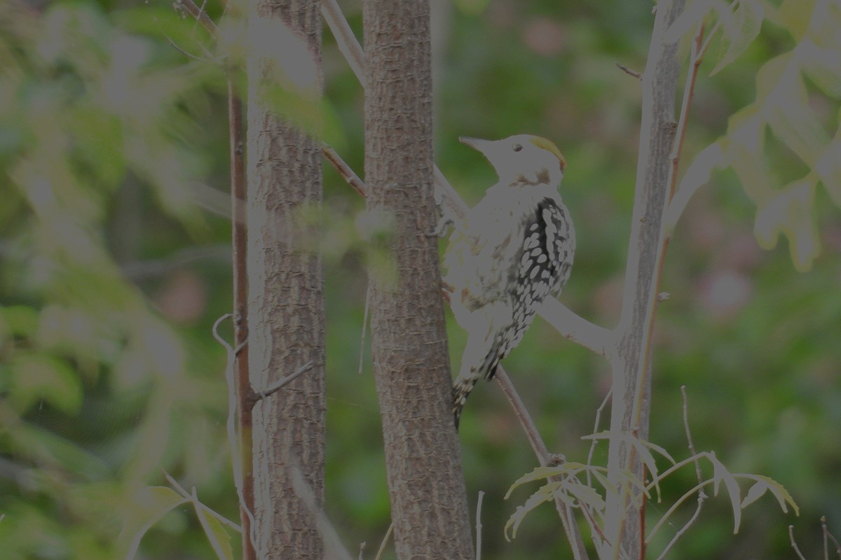 ildkronespett - ML644394667