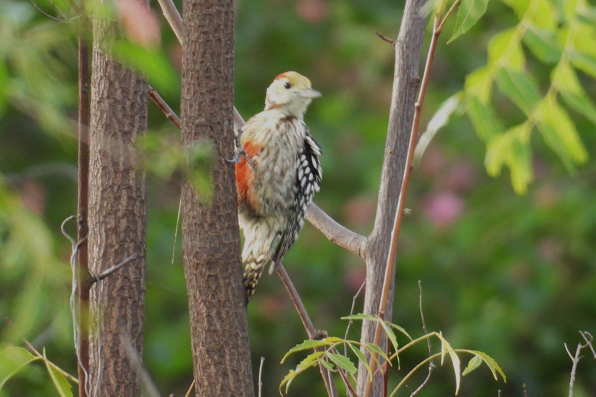 ildkronespett - ML644394668