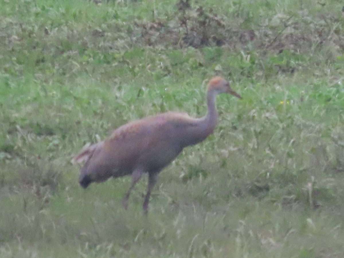 Sandhill Crane - ML644394669