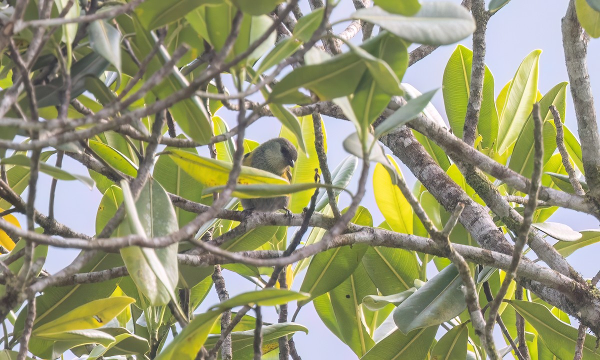 Blue-capped Tanager - ML644394670