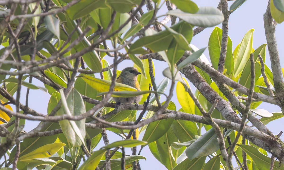 Blue-capped Tanager - ML644394671