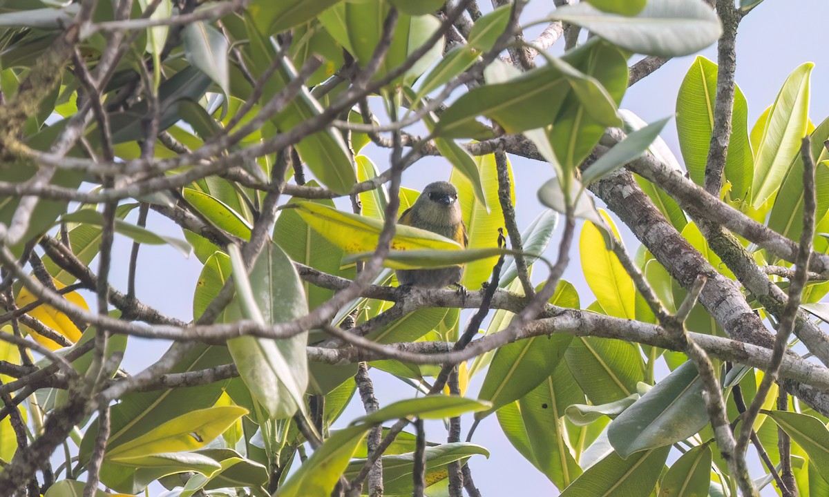 Blue-capped Tanager - ML644394672