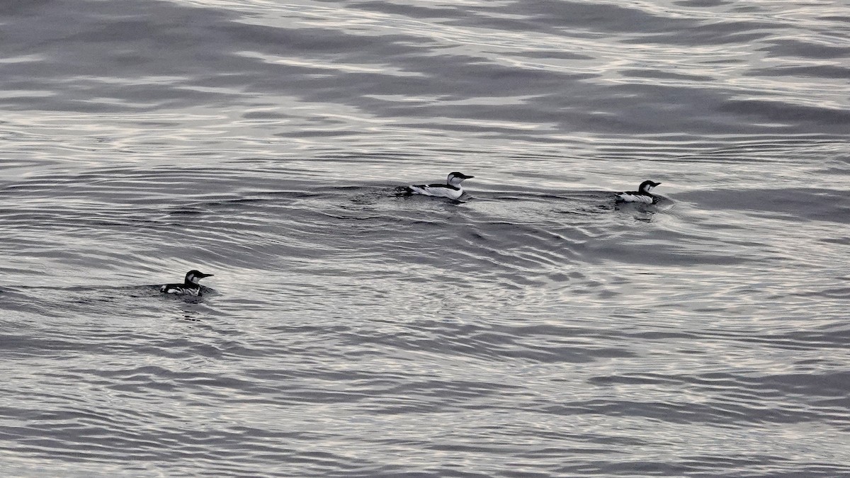 Кайра тонкодзьоба - ML644394674