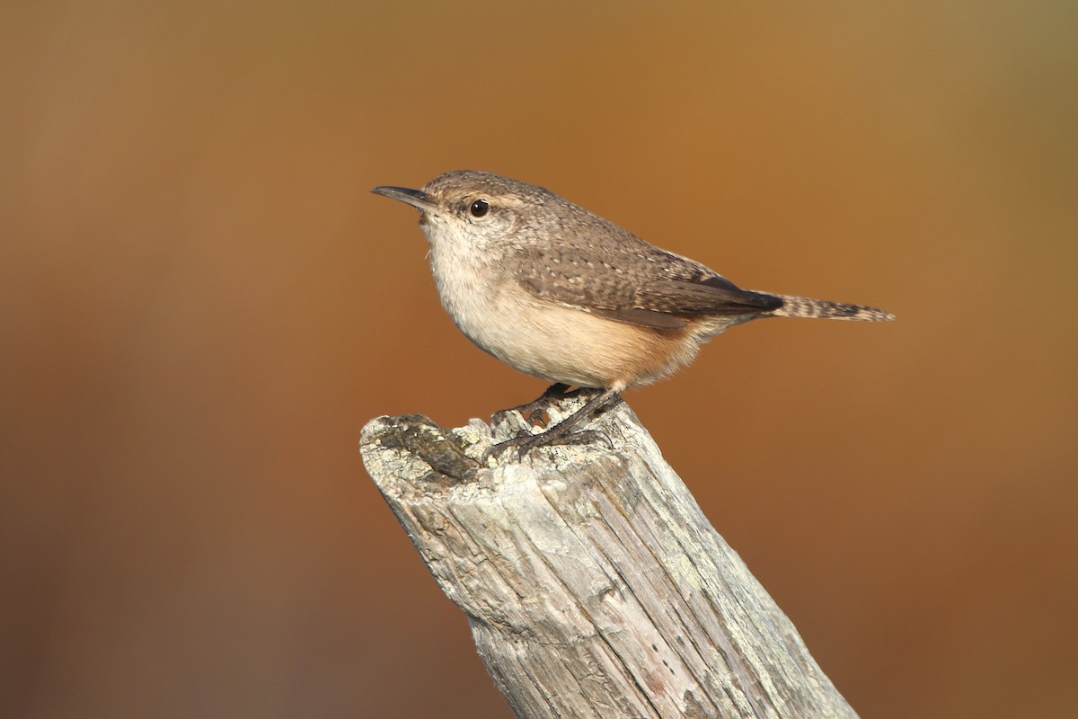 Rock Wren - ML644394697