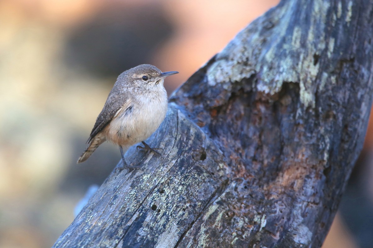 Rock Wren - ML644394705
