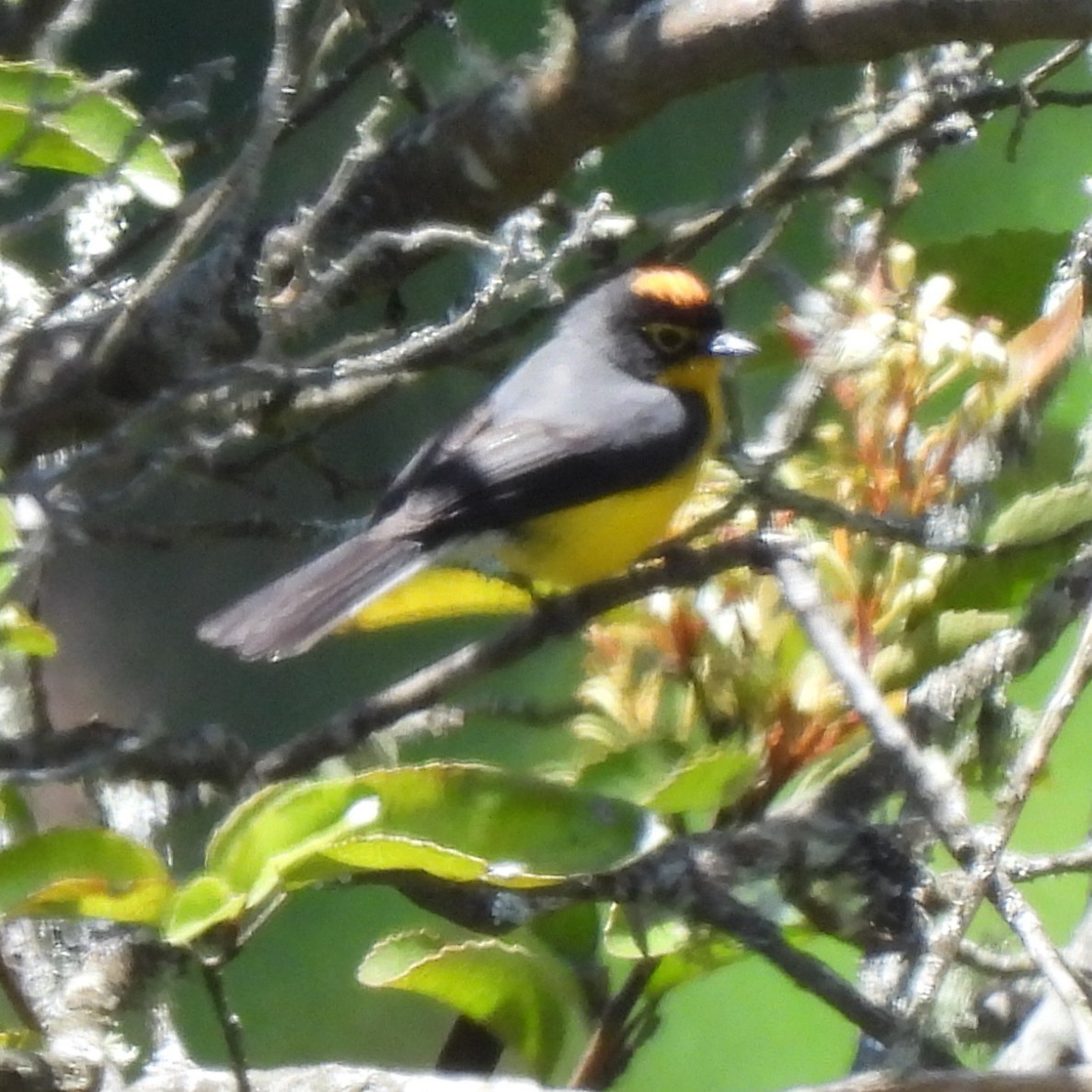 Spectacled Redstart - ML644394709