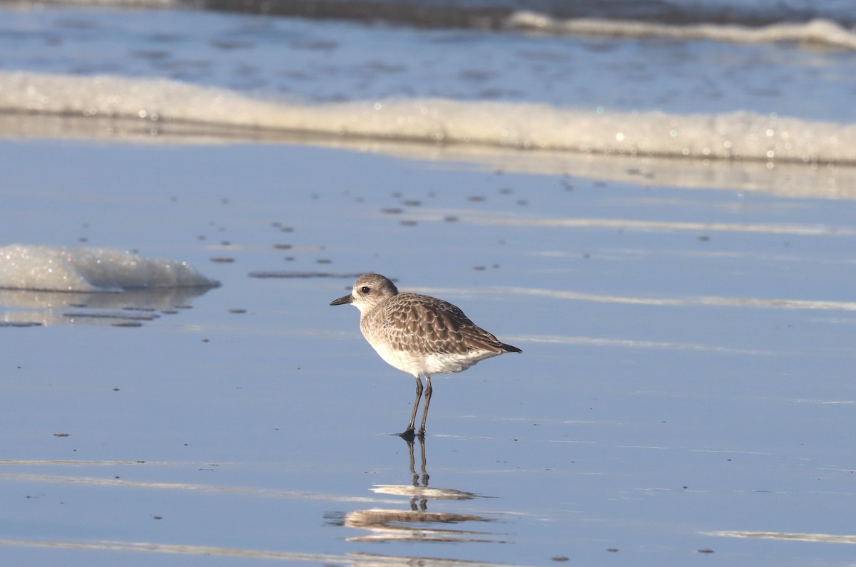 Black-bellied Plover - ML644394720