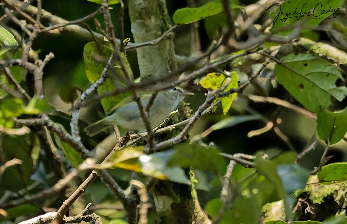 Uganda Woodland-Warbler - ML644394721