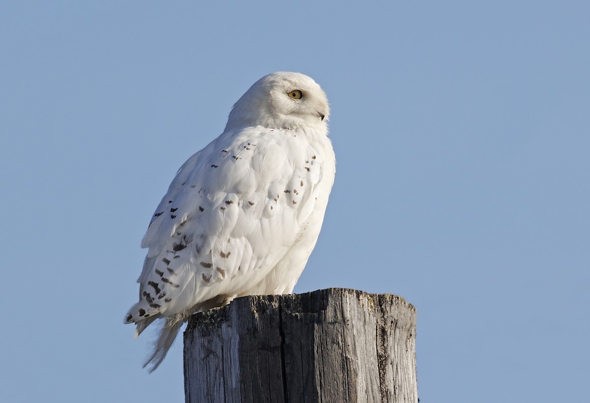 Snowy Owl - ML644394722
