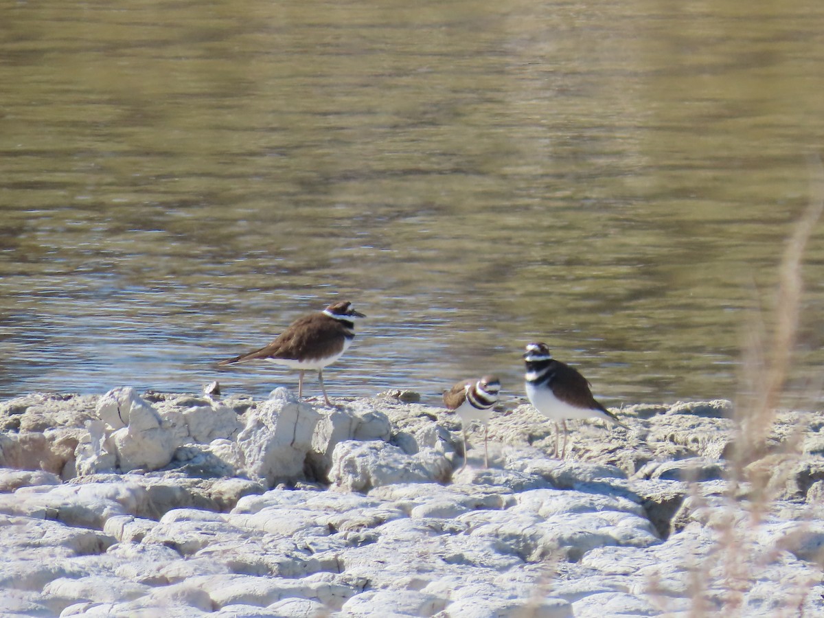 Killdeer - ML644394726
