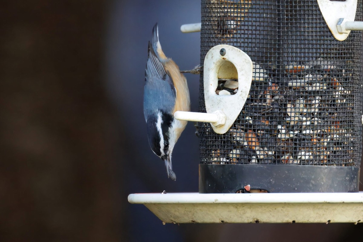 Red-breasted Nuthatch - ML644394729