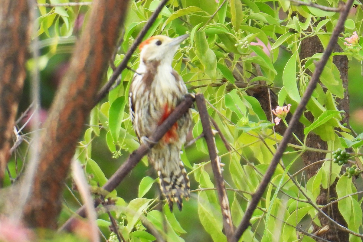 ildkronespett - ML644394730