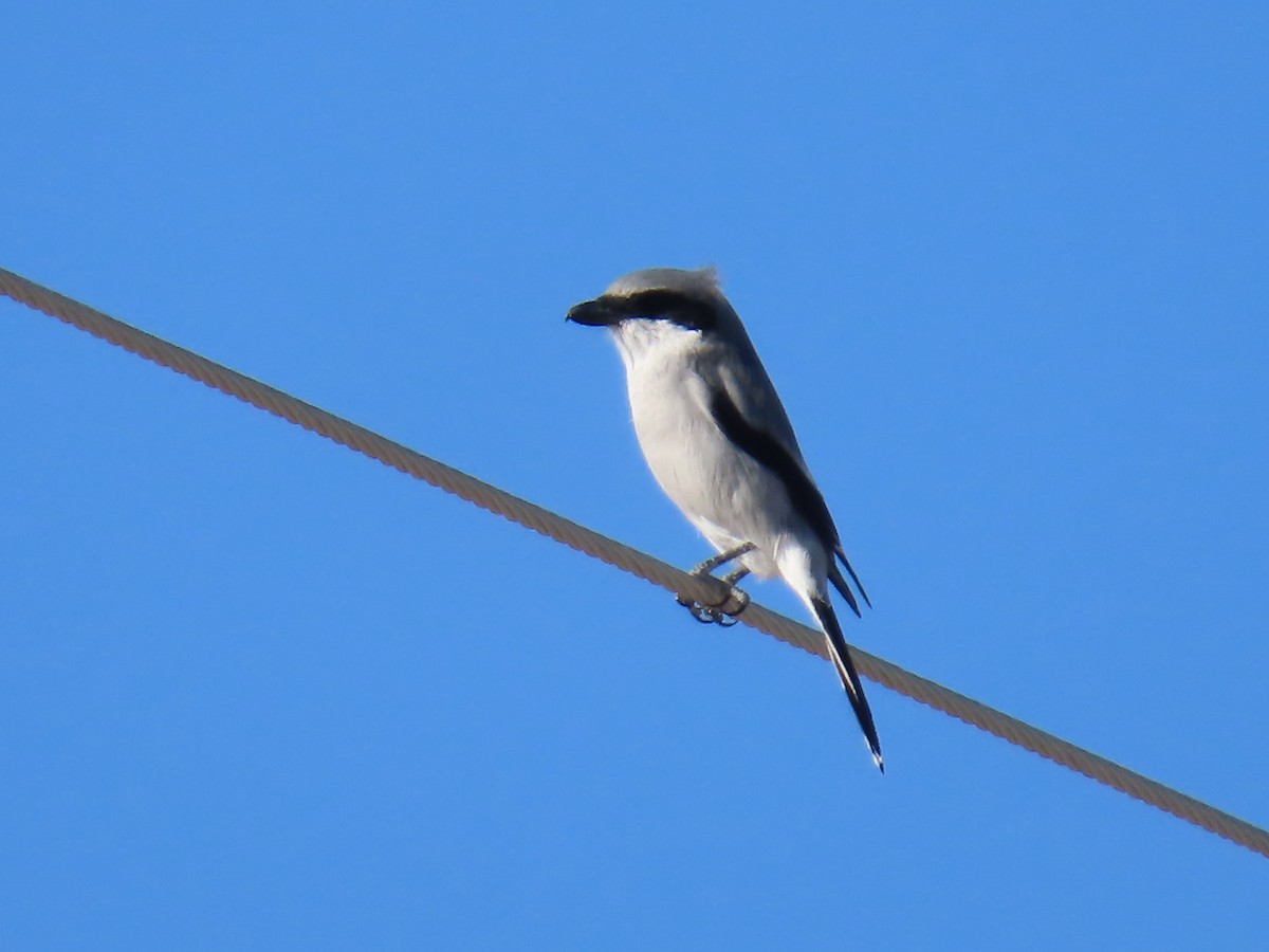 Loggerhead Shrike - ML644394735