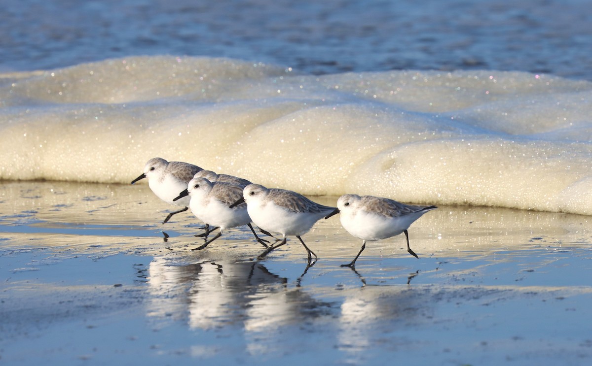 Sanderling - ML644394736