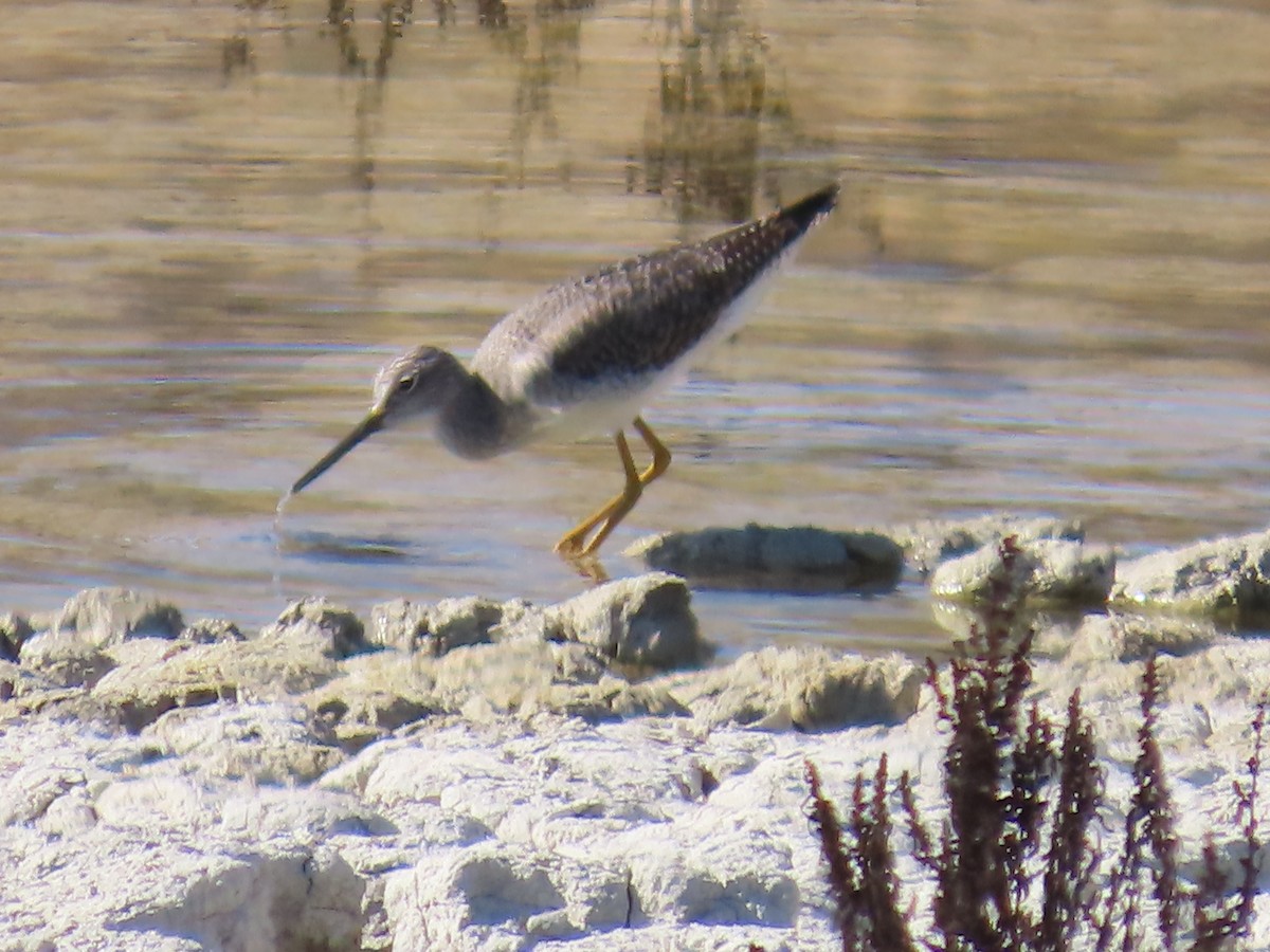 Greater Yellowlegs - ML644394742