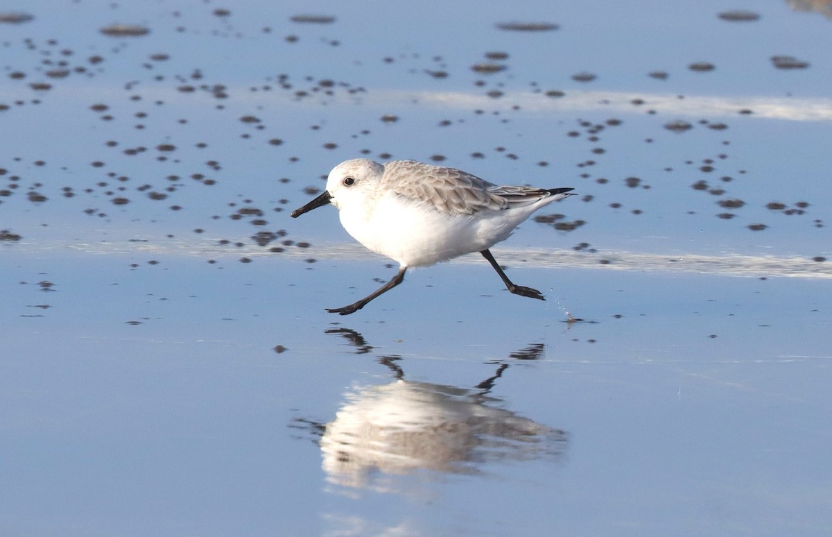 Sanderling - ML644394748